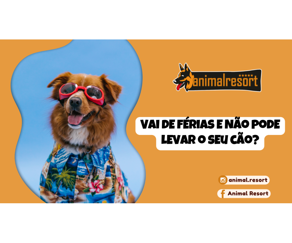 Vai de férias e não pode levar o seu cão?